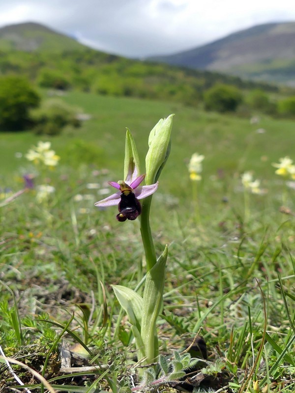 Prima fioritura di orchidee a Palena nel Parco Nazionale della Majella - maggio 2022.